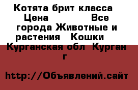 Котята брит класса › Цена ­ 20 000 - Все города Животные и растения » Кошки   . Курганская обл.,Курган г.